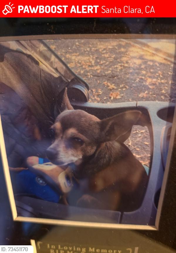 Lost Female Dog last seen Bowers and monroe, Santa Clara, CA 95051
