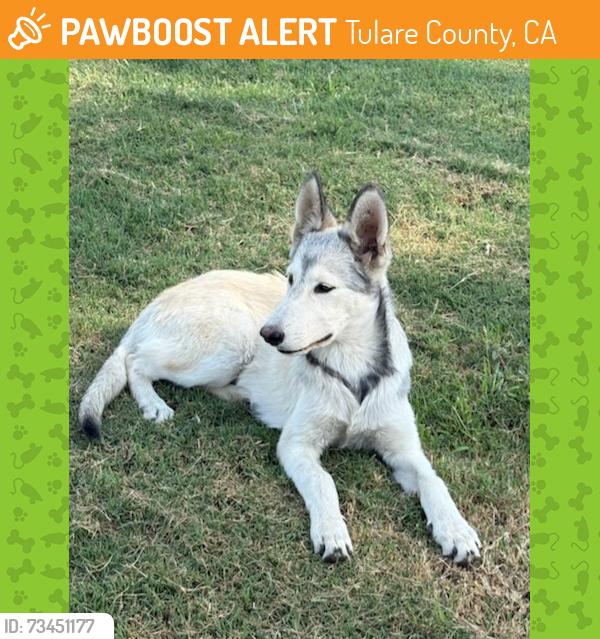 Found/Stray Female Dog last seen Rd 168 north of Ave 304, Tulare County, CA 93292