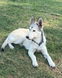 Found/Stray Female Dog last seen Rd 168 north of Ave 304, Tulare County, CA 93292