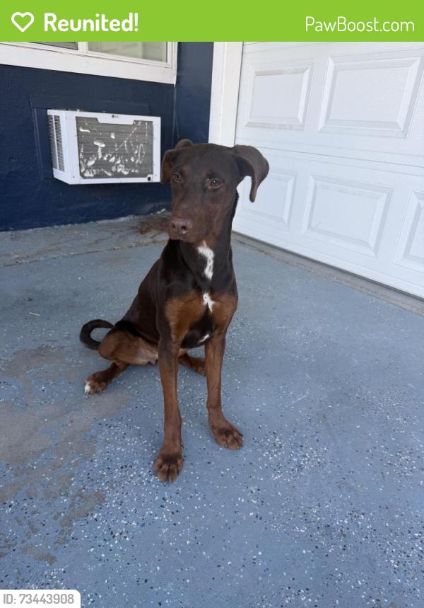 Reunited Female Dog last seen Redondo Avenue, Sacramento, CA 95815