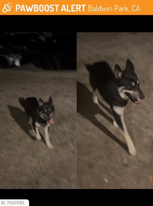 Found/Stray Unknown Dog last seen middle of Jerry Ave, Baldwin Park, CA 91706