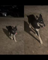 Found/Stray Unknown Dog last seen middle of Jerry Ave, Baldwin Park, CA 91706