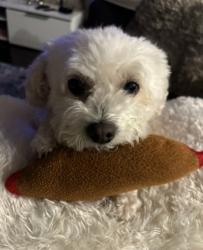 Lost Male Dog last seen Near neighborhood pool, Houston, TX 77089