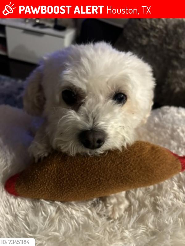 Lost Male Dog last seen Near neighborhood pool, Houston, TX 77089