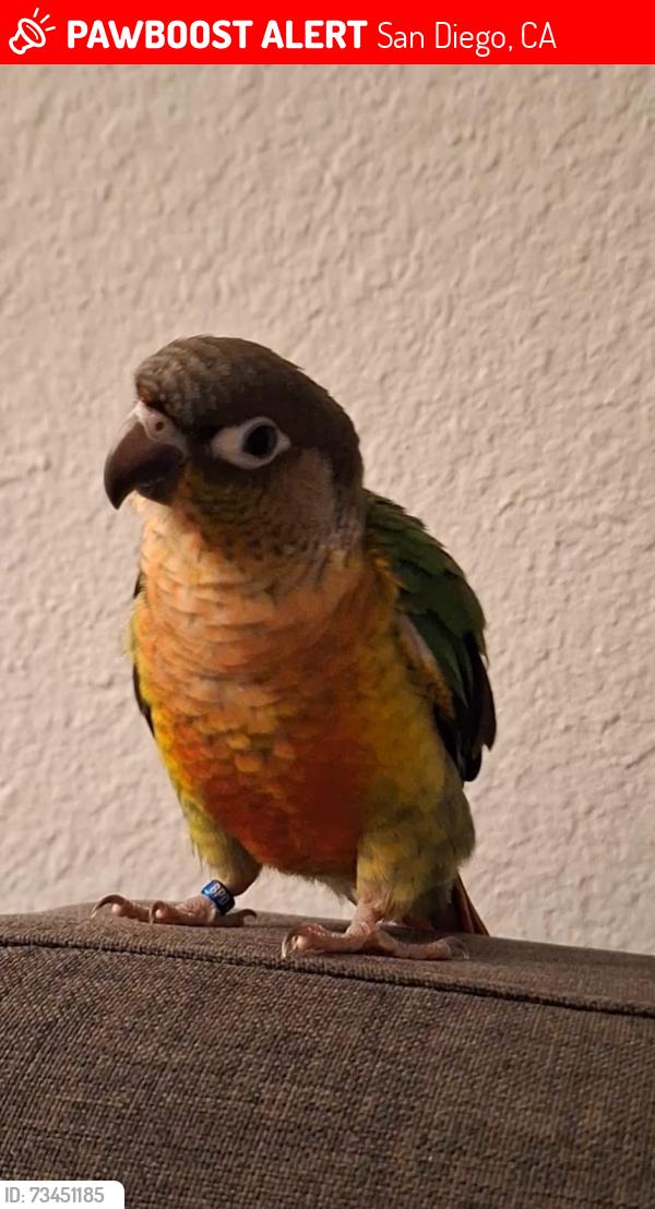 Lost Unknown Bird last seen Near Genesee Ave, San Diego, CA 92111