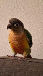 Lost Unknown Bird last seen Near Genesee Ave, San Diego, CA 92111
