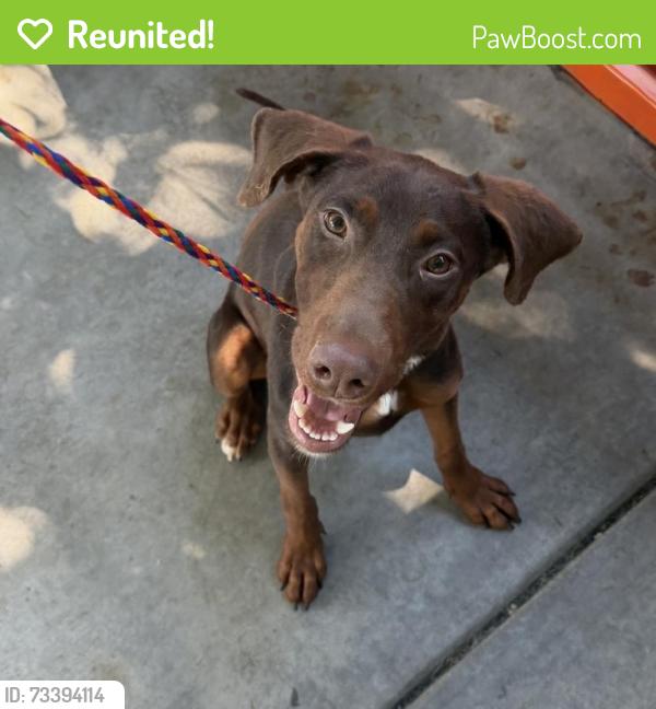Reunited Female Dog last seen Del Paso blvd/rio Linda blvd, Sacramento, CA 95815