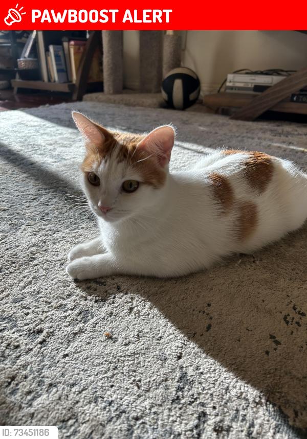 Lost Female Cat last seen wedgeworth drive and golden rose avenue, Hacienda Heights, CA 91745