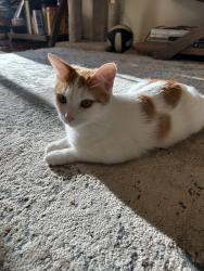 Lost Female Cat last seen wedgeworth drive and golden rose avenue, Hacienda Heights, CA 91745