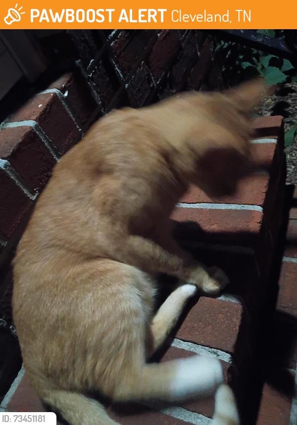 Found/Stray Male Cat last seen Near Ocoee North St, Cleveland, TN 37312