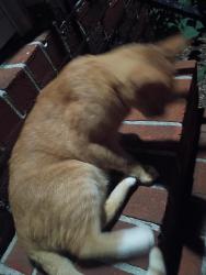 Found/Stray Male Cat last seen Near Ocoee North St, Cleveland, TN 37312