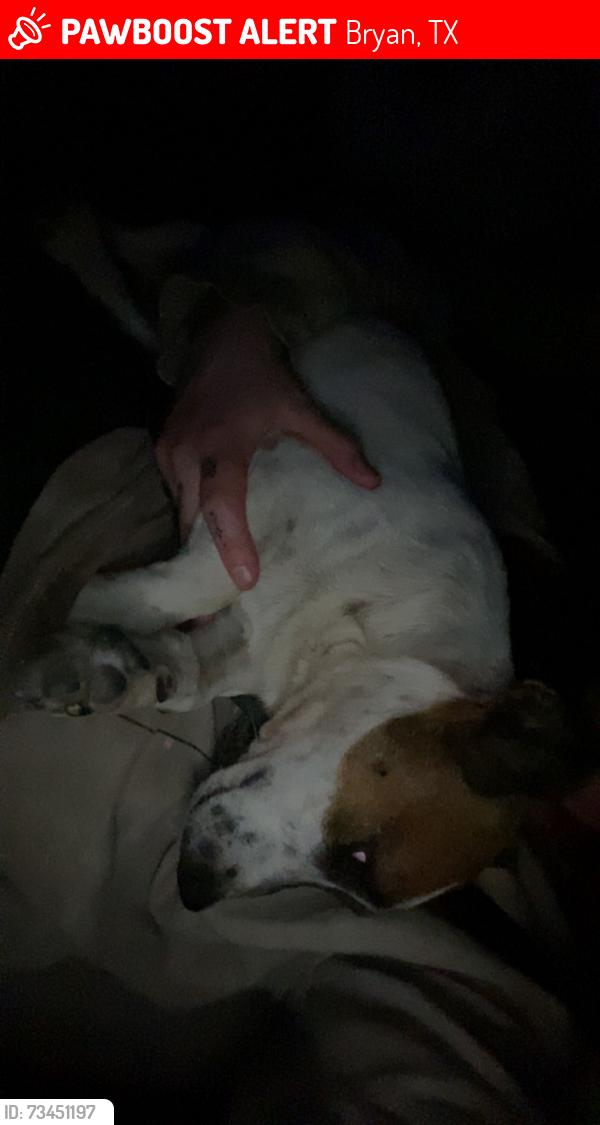 Lost Male Dog last seen Unknown, Bryan, TX 77807