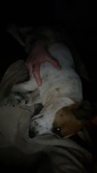 Lost Male Dog last seen Unknown, Bryan, TX 77807