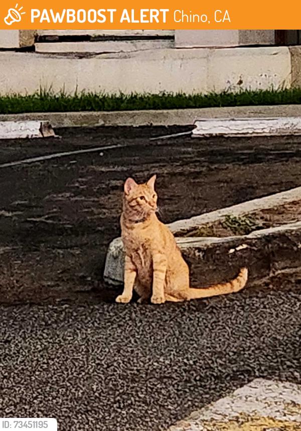 Found/Stray Unknown Cat last seen central ave, Columbus st. near the Tacobell, Chino, CA 91710