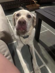 Reunited Male Dog last seen Blueberry lane, Plumstead Township, PA 18947