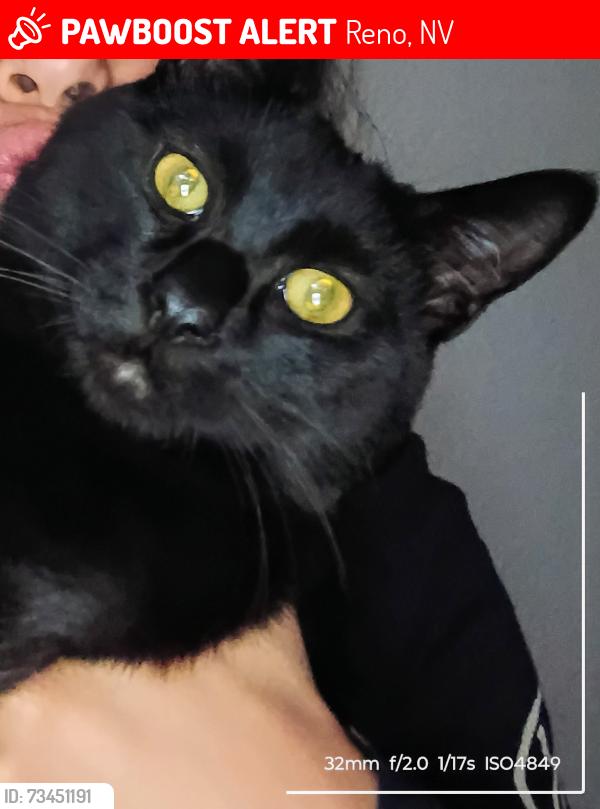 Lost Male Cat last seen My Shasta, Reno, NV 89506