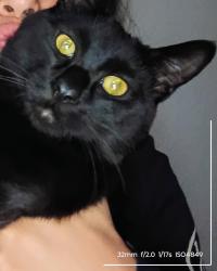 Lost Male Cat last seen My Shasta, Reno, NV 89506