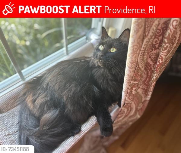 Lost Female Cat last seen Smithfield Ave, Providence, RI 02904