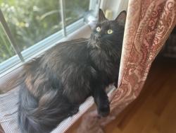 Lost Female Cat last seen Smithfield Ave, Providence, RI 02904