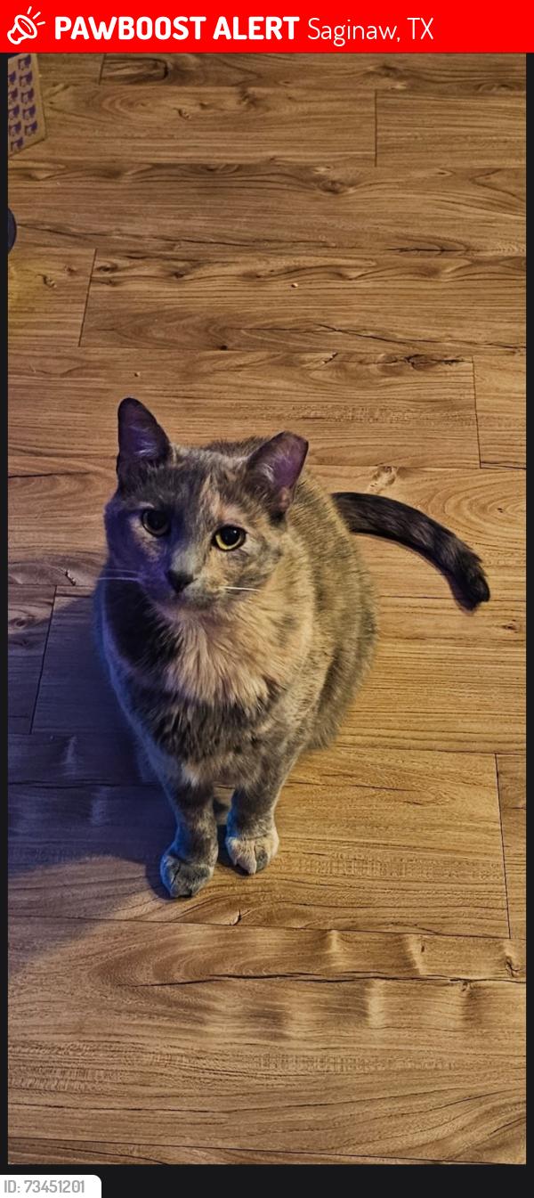 Lost Female Cat last seen Fire department, Saginaw, TX 76131