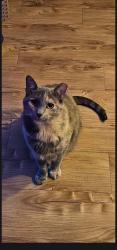 Lost Female Cat last seen Fire department, Saginaw, TX 76131