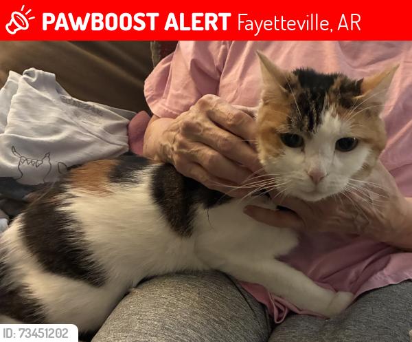Lost Female Cat last seen Katherine and Oak Bailey, Fayetteville, AR 72703