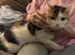 Lost Female Cat last seen Katherine and Oak Bailey, Fayetteville, AR 72703