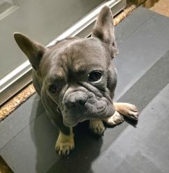 Found/Stray Male Dog last seen Adeline Drive in Bent Tree, Smyrna, TN 37167