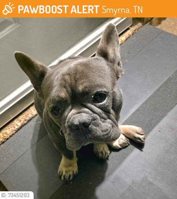 Found/Stray Male Dog last seen Adeline Drive in Bent Tree, Smyrna, TN 37167