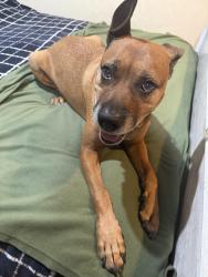 Lost Male Dog last seen Northam and Nogales street, West Covina, CA 91792