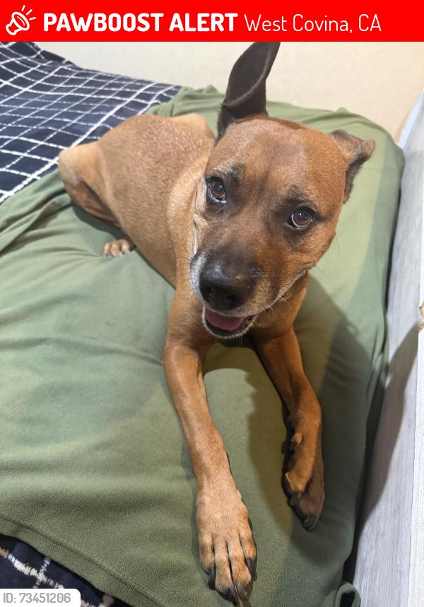Lost Male Dog last seen Northam and Nogales street, West Covina, CA 91792