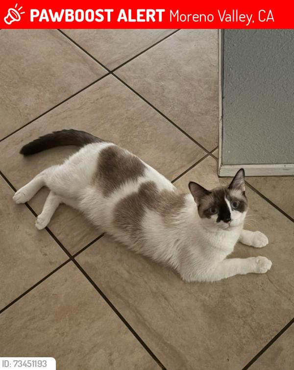 Lost Male Cat last seen Moreno Beach and Juniper ave, Moreno Valley, CA 92555