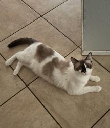 Lost Male Cat last seen Moreno Beach and Juniper ave, Moreno Valley, CA 92555