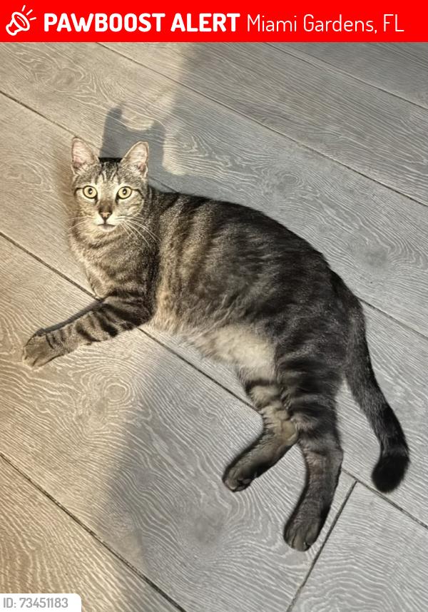 Lost Male Cat last seen Near NW 42nd Pl Miami Gardens, FL 33055 United States, Miami Gardens, FL 33055