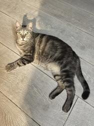 Lost Male Cat last seen Near NW 42nd Pl Miami Gardens, FL 33055 United States, Miami Gardens, FL 33055