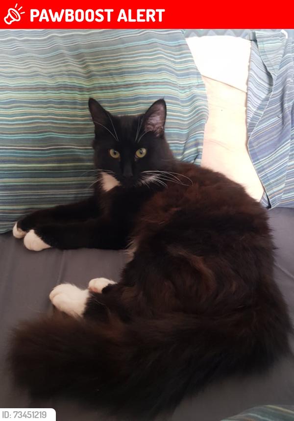 Lost Male Cat last seen Cornerstone church and Bournemouth park road school, Southend-on-Sea, England SS2 5JL