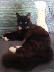 Lost Male Cat last seen Cornerstone church and Bournemouth park road school, Southend-on-Sea, England SS2 5JL