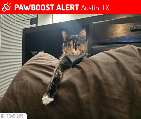 Lost Female Cat last seen Pickard Lane and Ravenscroft Drive, Austin, TX 78748