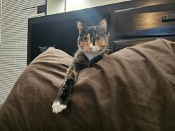 Lost Female Cat last seen Pickard Lane and Ravenscroft Drive, Austin, TX 78748