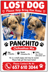 Lost Male Dog last seen Glendale ave, Anaheim, CA 92801