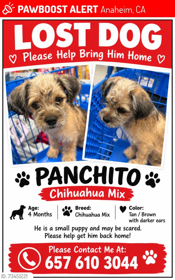 Lost Male Dog last seen Glendale ave, Anaheim, CA 92801