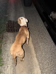 Found/Stray Female Dog last seen by the pellissppi sign when you first enter the neighborhood, Maryville, TN 37804