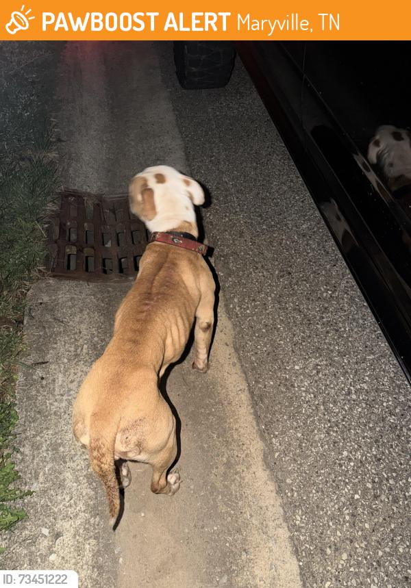 Found/Stray Female Dog last seen by the pellissppi sign when you first enter the neighborhood, Maryville, TN 37804