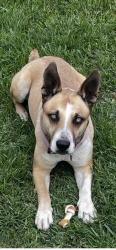 Lost Female Dog last seen Adelanto?, San Bernardino, CA 92410