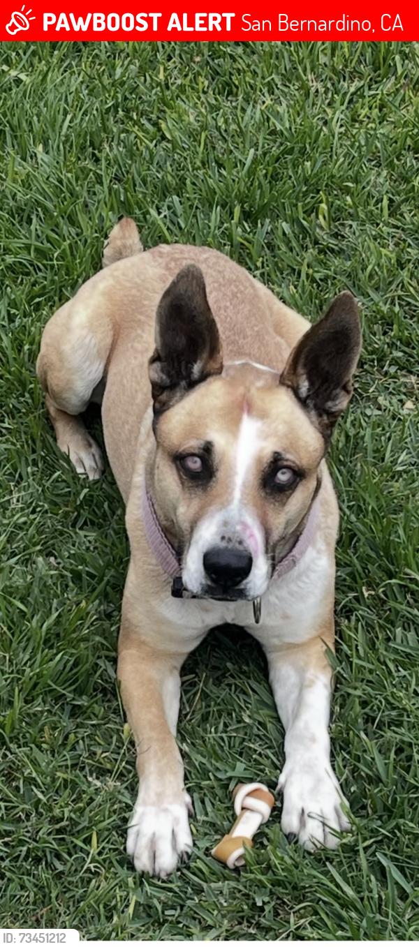 Lost Female Dog last seen Adelanto?, San Bernardino, CA 92410