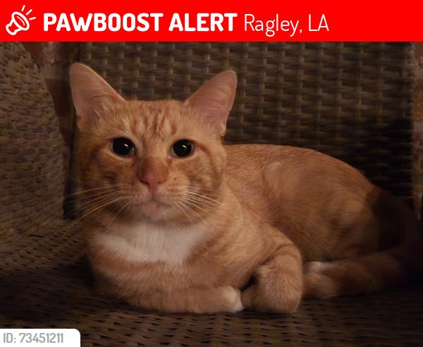 Lost Male Cat last seen East Hunter Road, Ragley, LA 70657