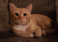 Lost Male Cat last seen East Hunter Road, Ragley, LA 70657