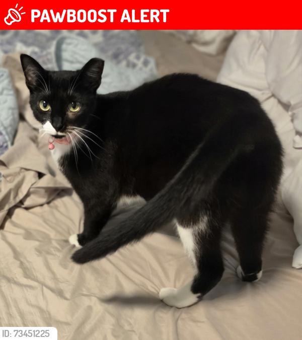 Lost Female Cat last seen Andros Drive, Whitfield County, GA 30721