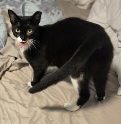 Lost Female Cat last seen Andros Drive, Whitfield County, GA 30721