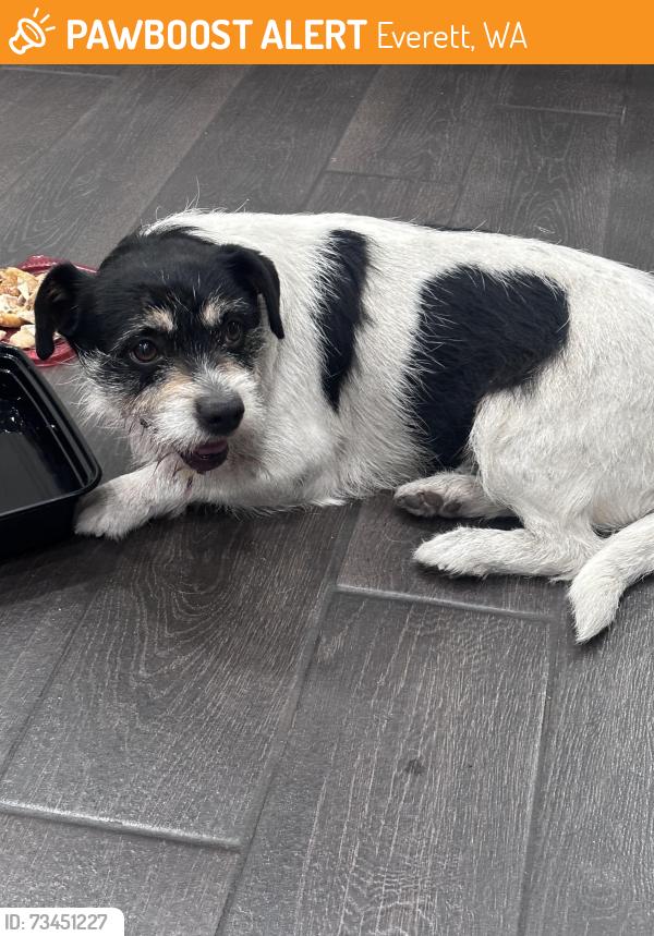 Found/Stray Male Dog last seen Evergreen and Everett mall way, Everett, WA 98203